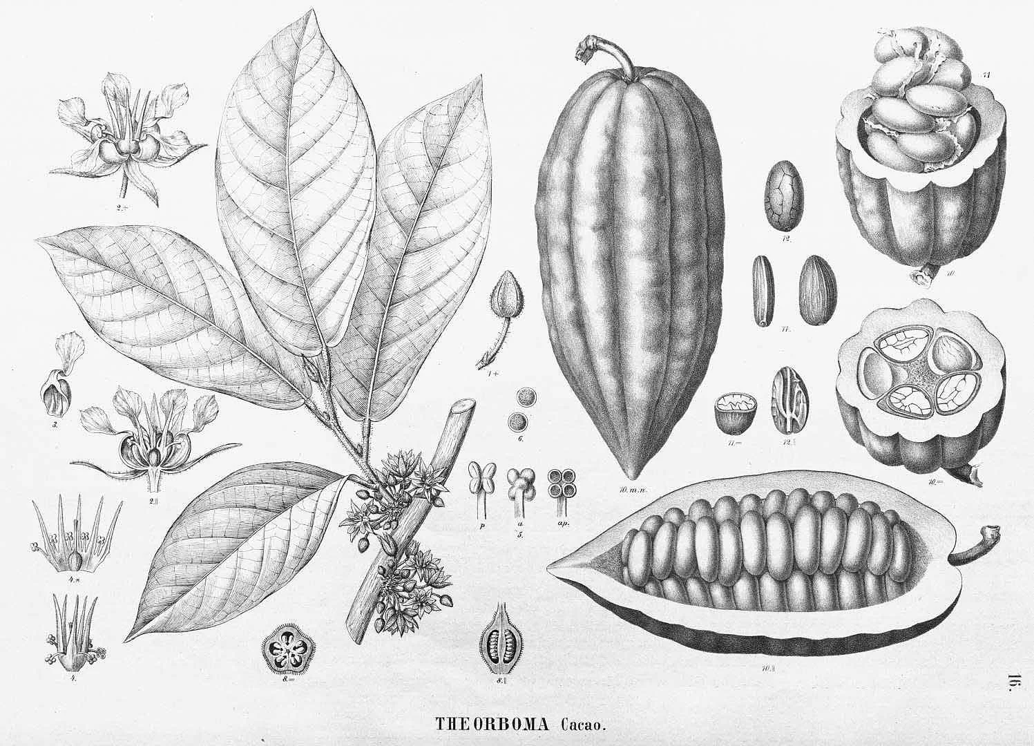 Theobroma Cacao Ботаническая иллюстрация